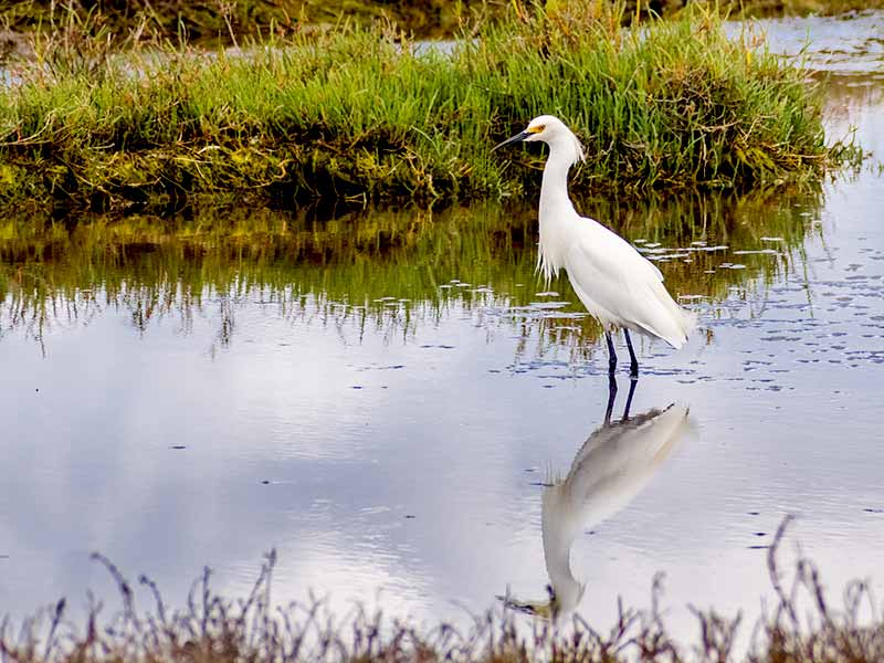 Novato wetlands egret